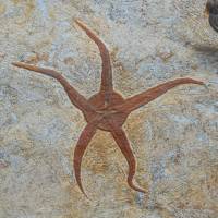 Etoile de mer